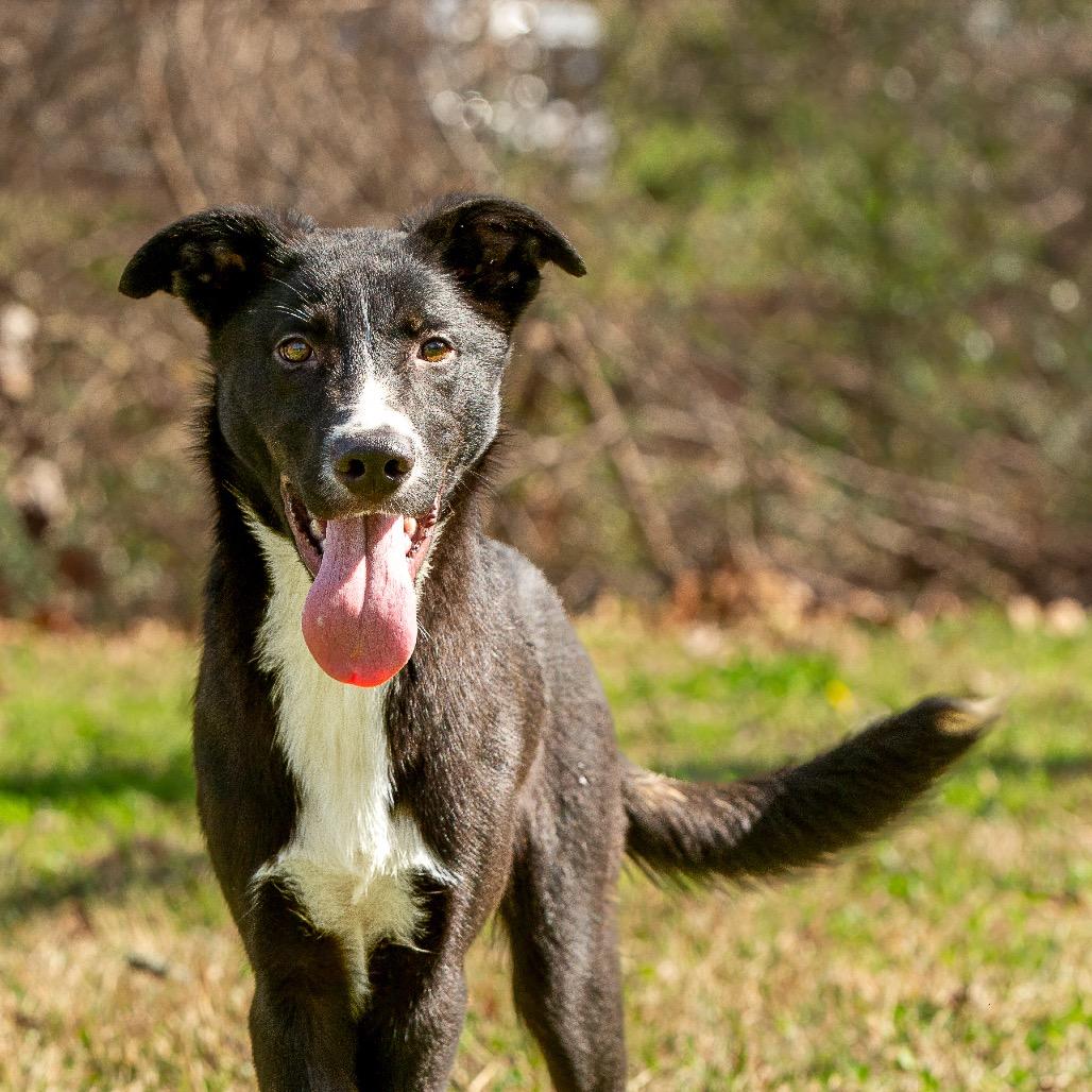 Dairy, a Adoptable mixed breed in Livingston, TX image 2/6