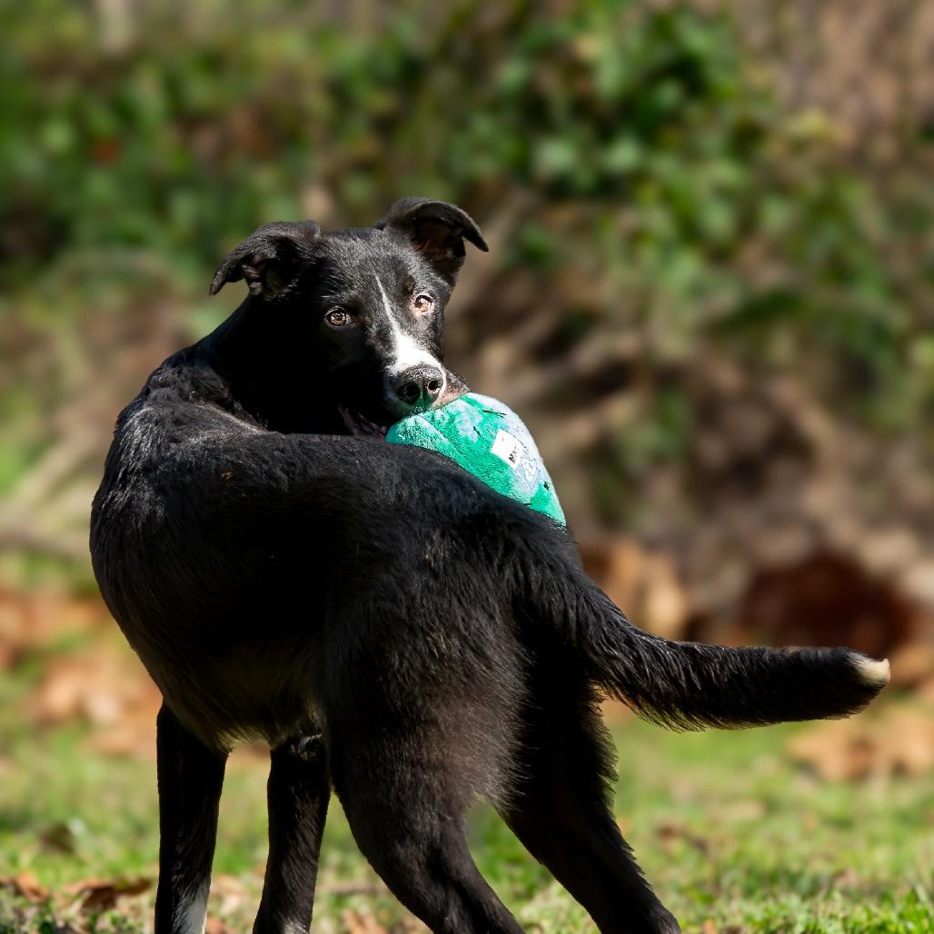 Dairy, a Adoptable mixed breed in Livingston, TX image 6/6