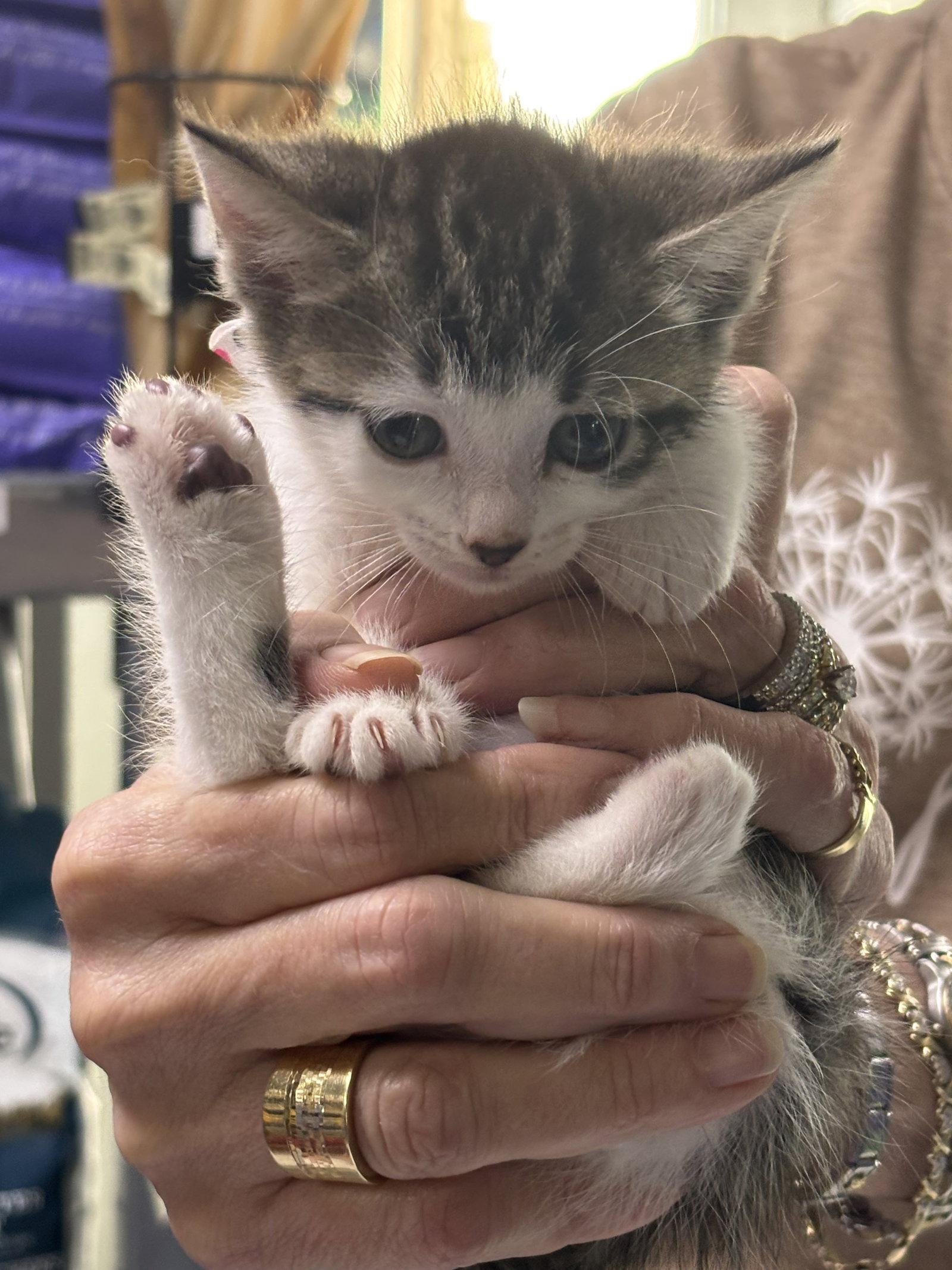 Lucy, Adopted, Kitten Female Domestic Short Hair.