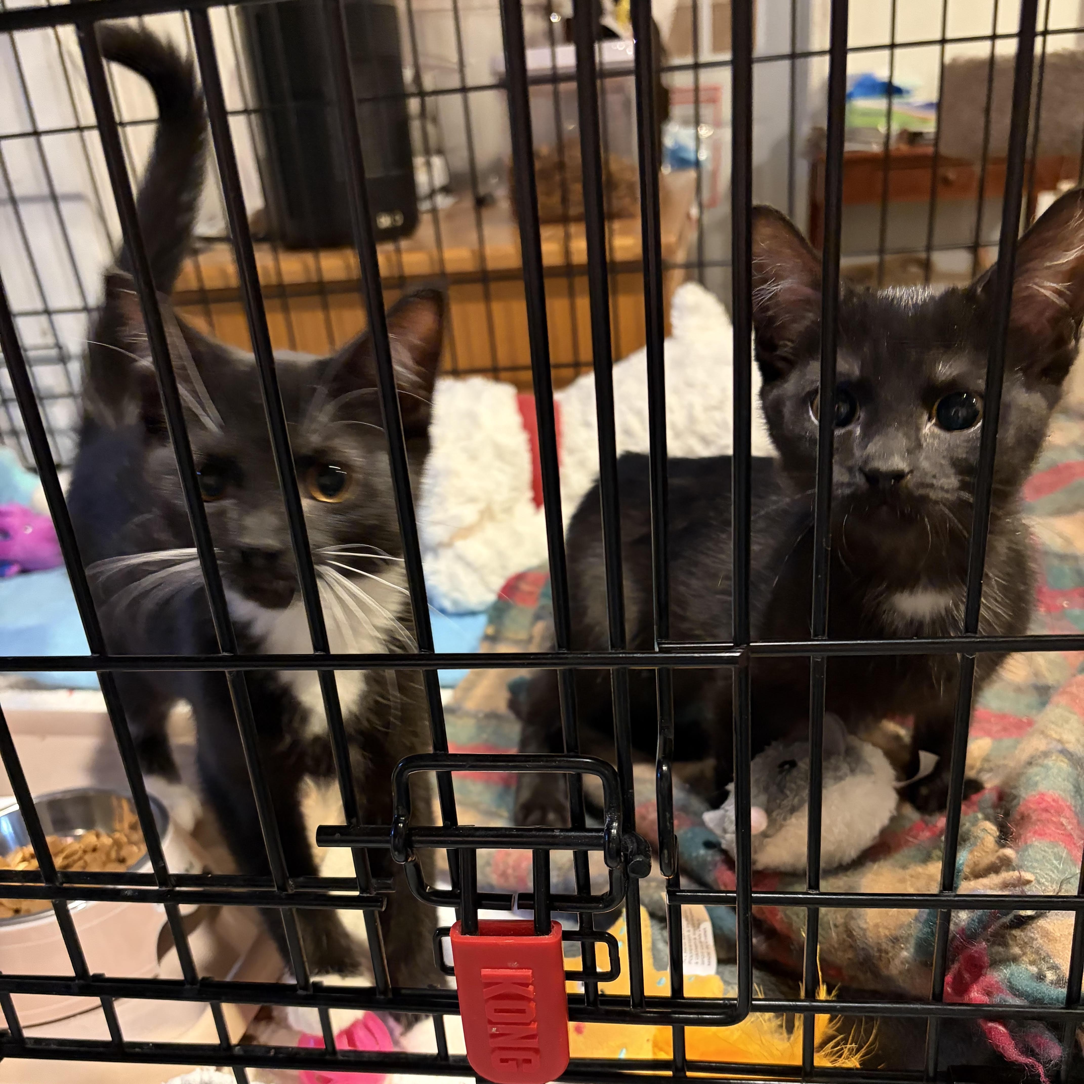 Enlarge Cosette, a ADOPTABLE Domestic Short Hair in Buffalo, NY image 2/2