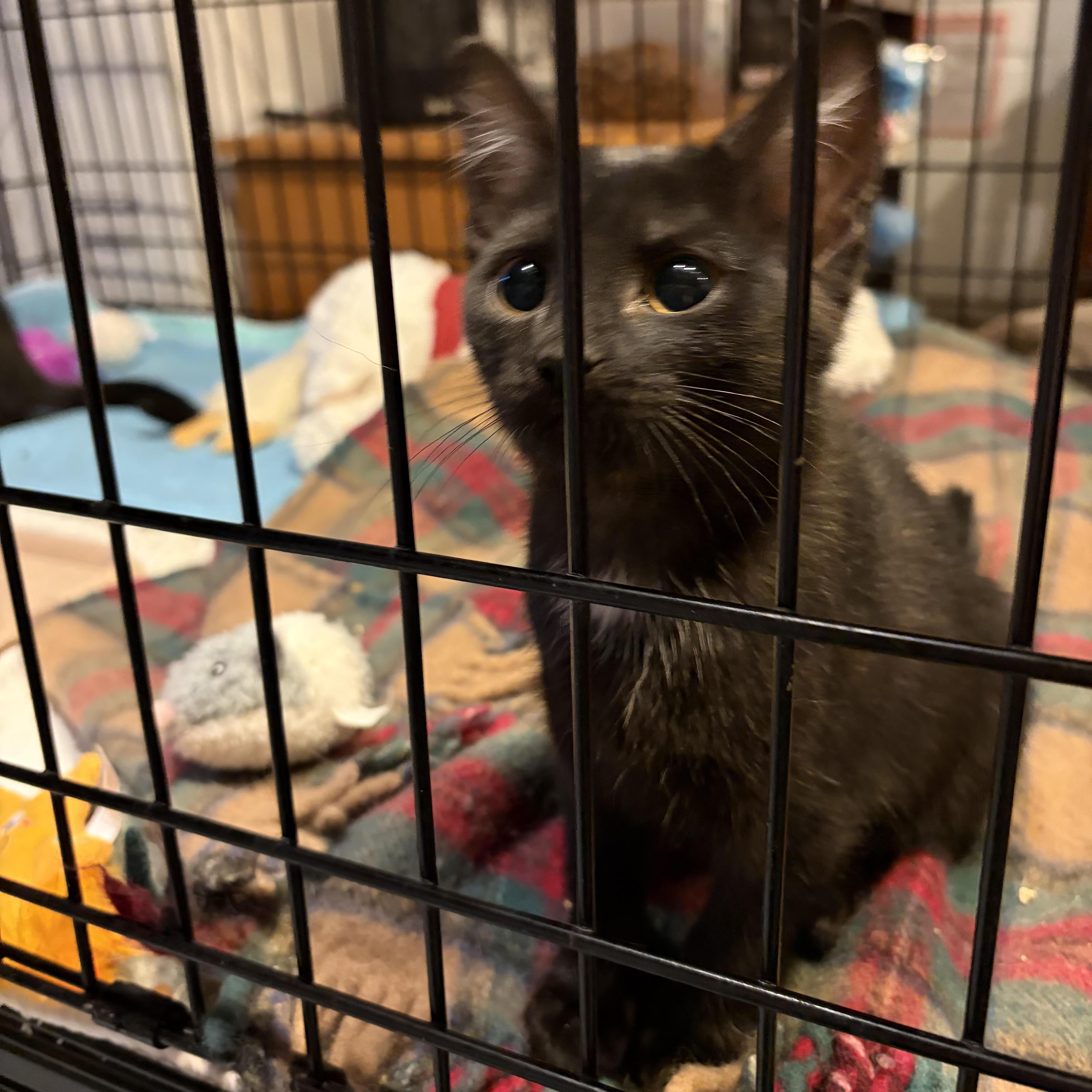 Enlarge Cosette, a ADOPTABLE Domestic Short Hair in Buffalo, NY image 1/2