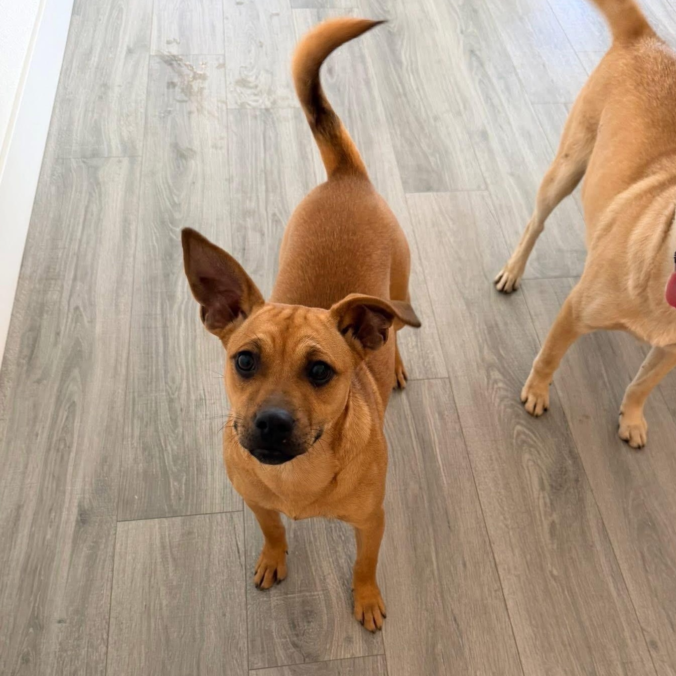 Buster, a Adoptable mixed breed in Lodi, CA image 2/4