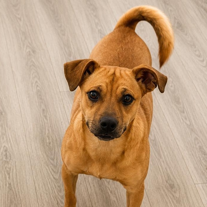 Buster, a Adoptable mixed breed in Lodi, CA image 2/6