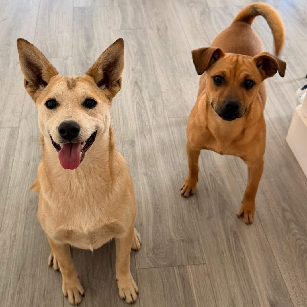 Buster, a Adoptable mixed breed in Lodi, CA image 4/4