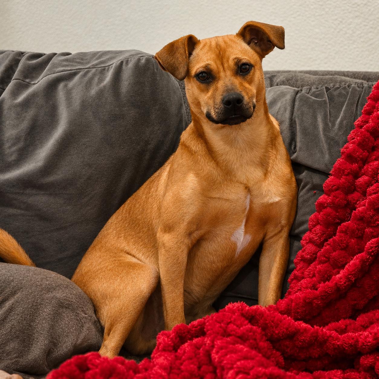 Enlarge Buster, a Adoptable mixed breed in Lodi, CA image 6/6