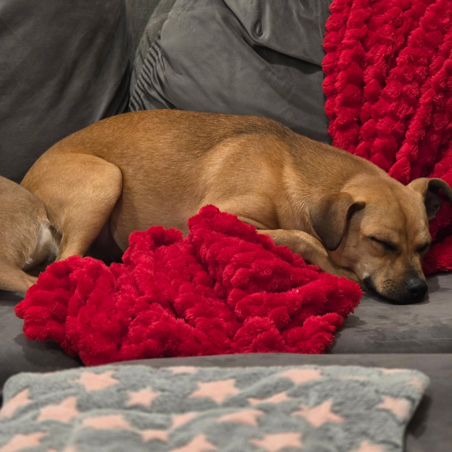 Enlarge Buster, a Adoptable mixed breed in Lodi, CA image 4/6