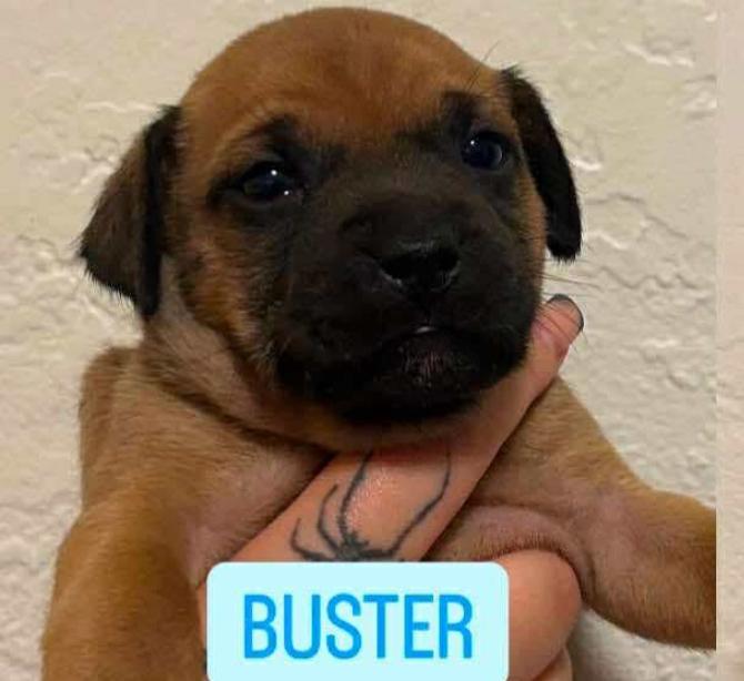 Enlarge Buster, a Adoptable mixed breed in Lodi, CA image 3/3