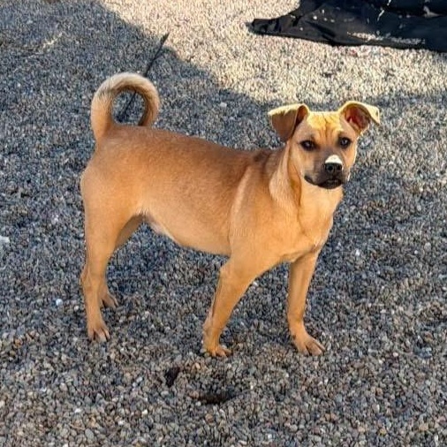 Buster, a Adoptable mixed breed in Lodi, CA image 3/4