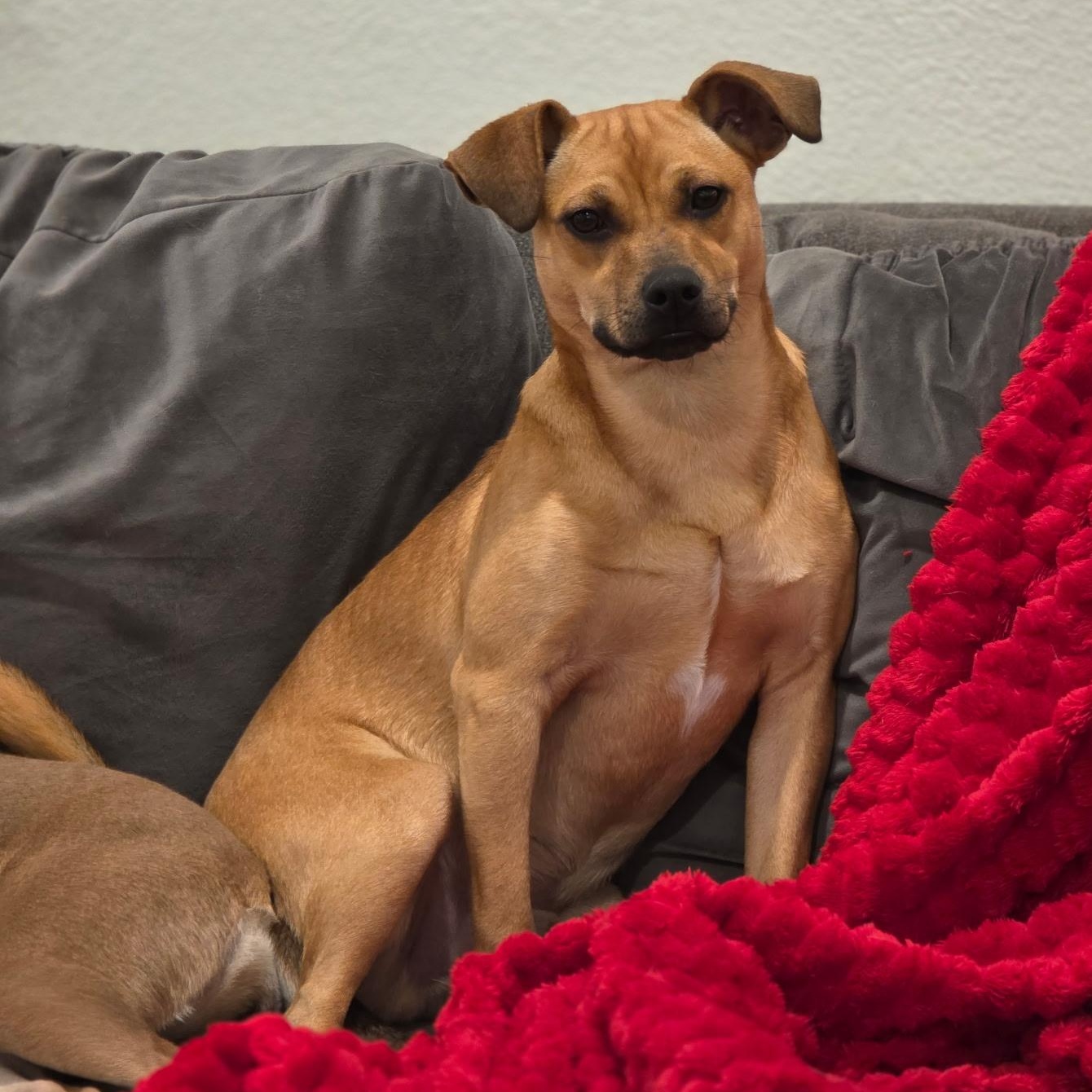 Buster, Adoptable, Puppy Male Chihuahua.