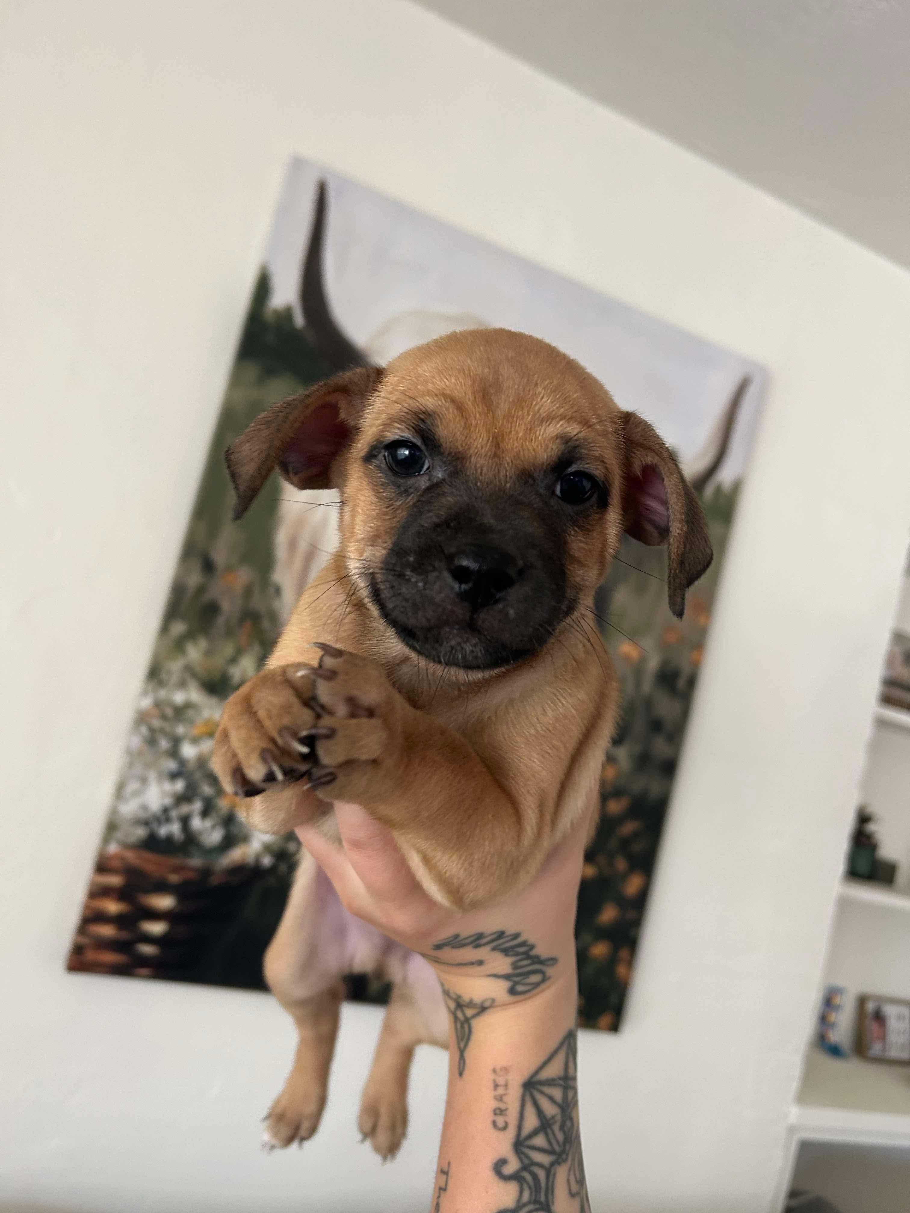 Enlarge Buster, a Adoptable mixed breed in Lodi, CA image 2/3