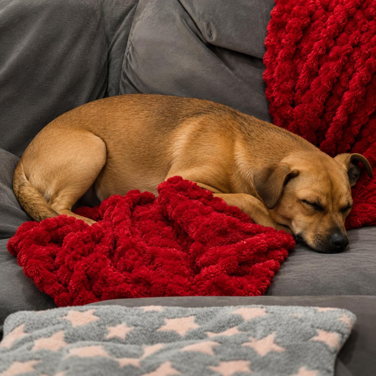 Buster, a Adoptable mixed breed in Lodi, CA image 5/6