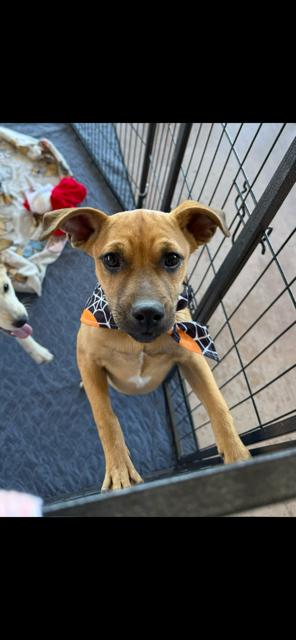 Buster, Adoptable, Puppy Male Chihuahua.
