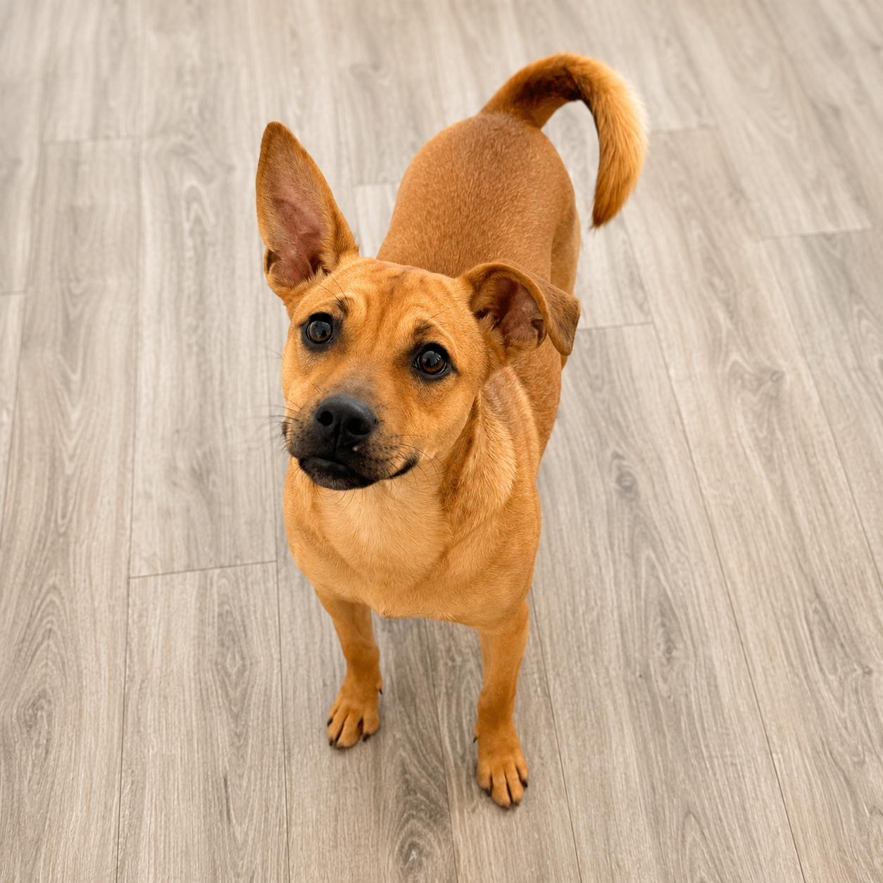 Buster, Adoptable, Puppy Male Chihuahua.