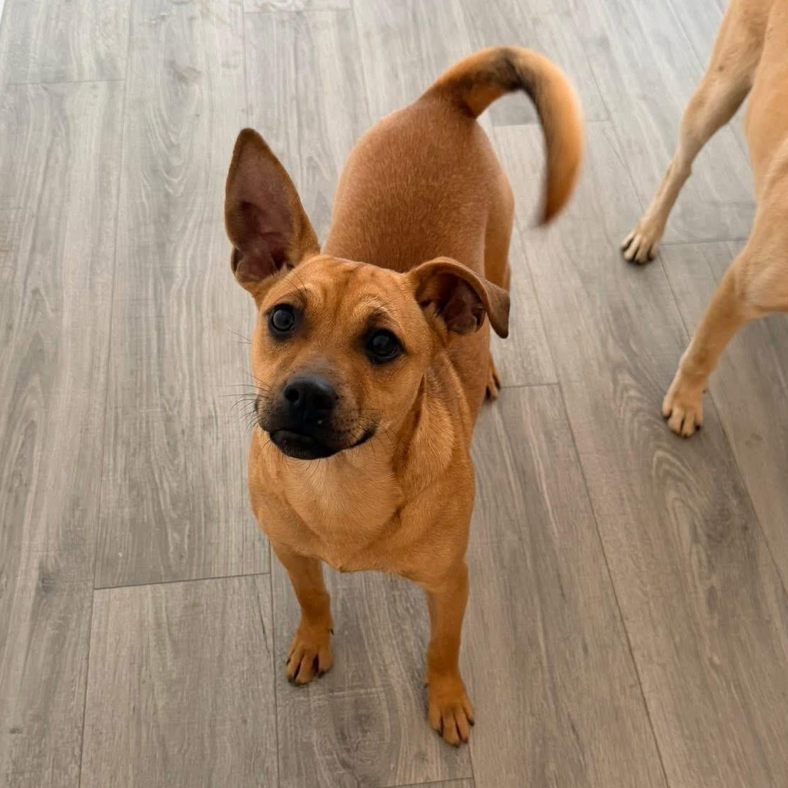 Buster, a Adoptable mixed breed in Lodi, CA image 1/4