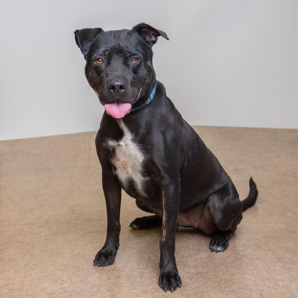 Breeze, Adoptable, Adult Female American Staffordshire Terrier.