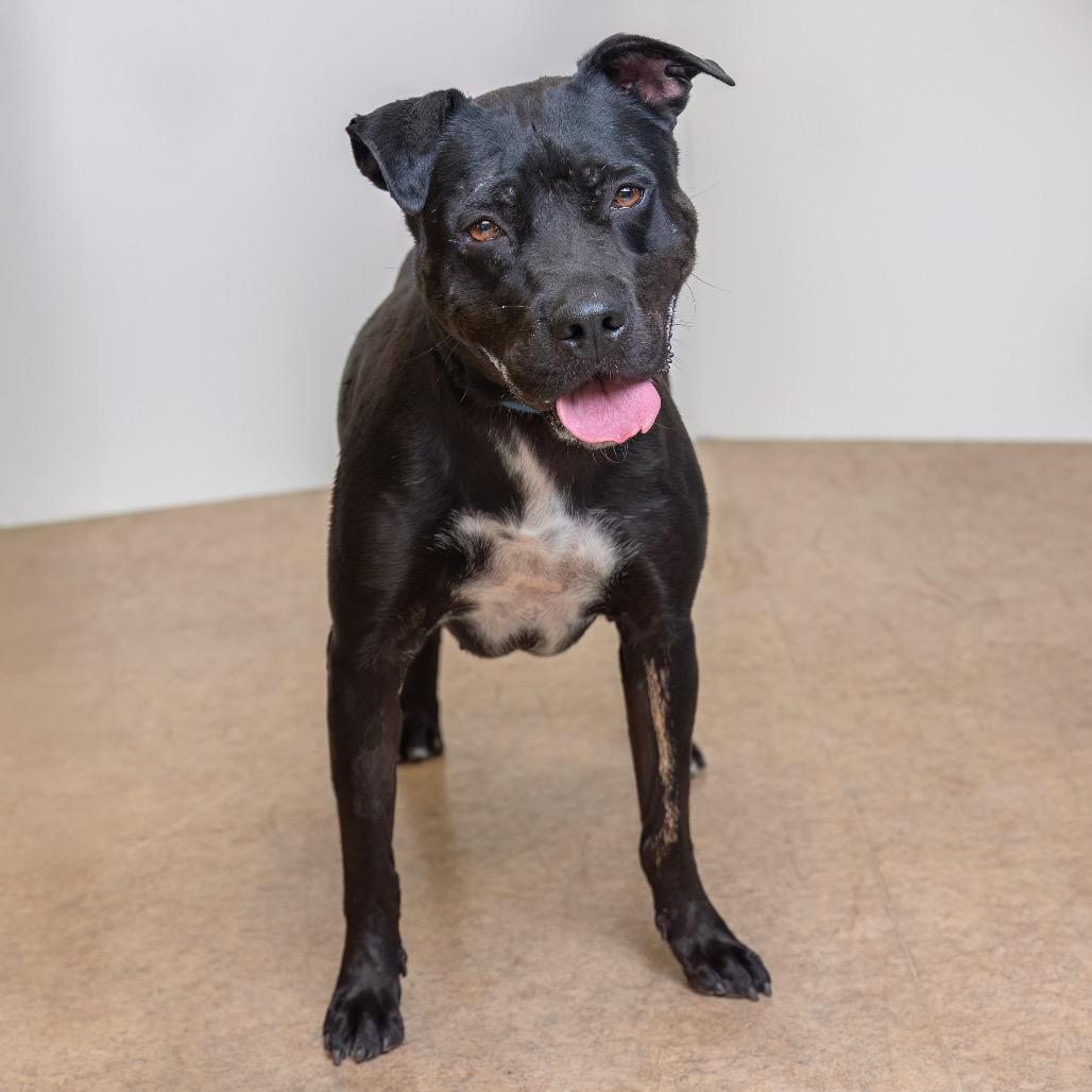 Breeze, a Adoptable mixed breed image 3/3