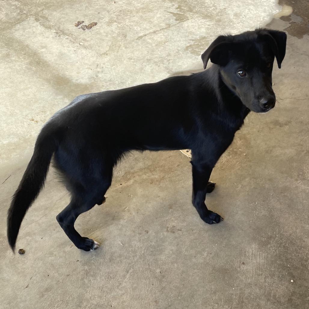 Emma, a Adoptable Mixed Breed in Stilwell, OK image 1/2