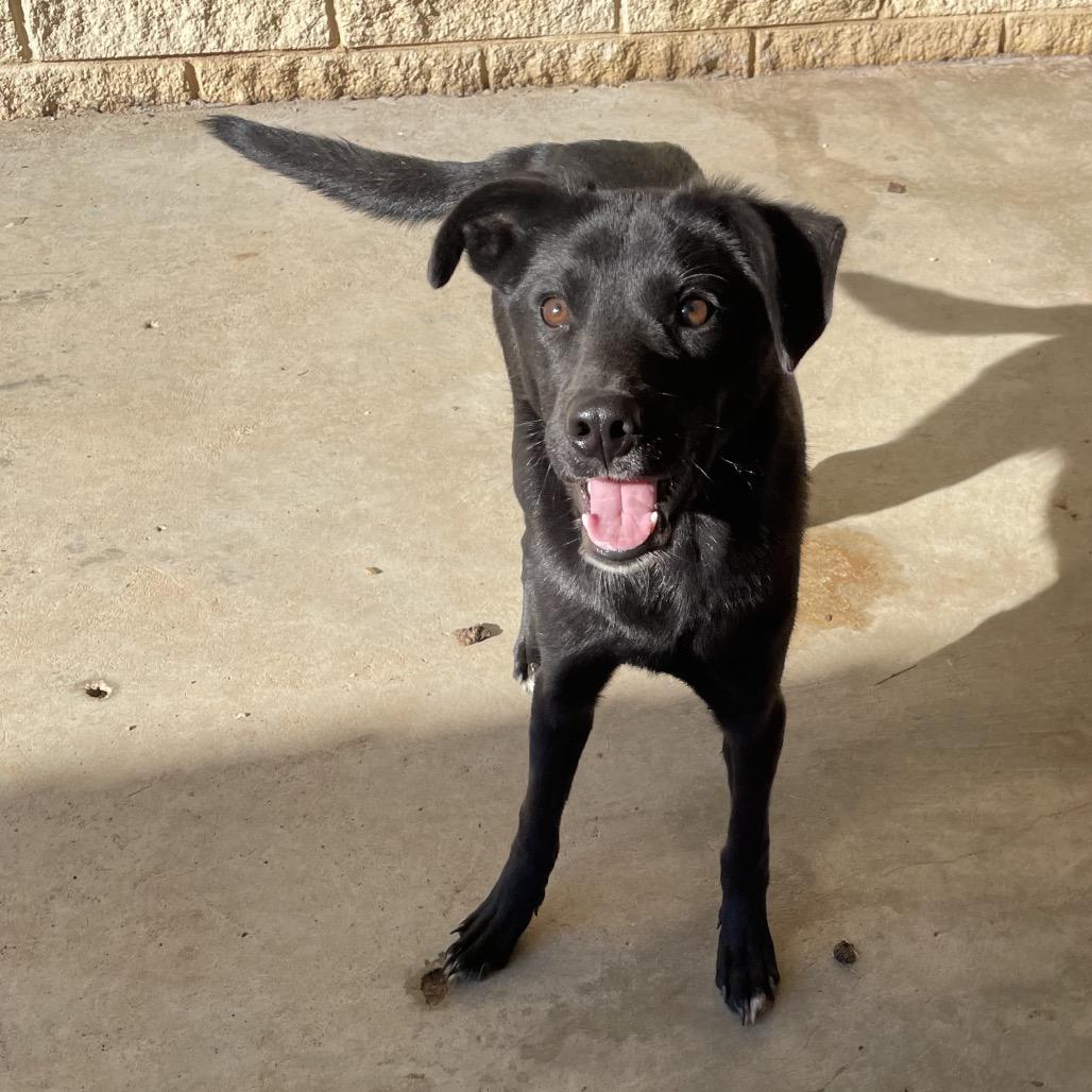 Emma, a Adoptable Mixed Breed in Stilwell, OK image 2/2