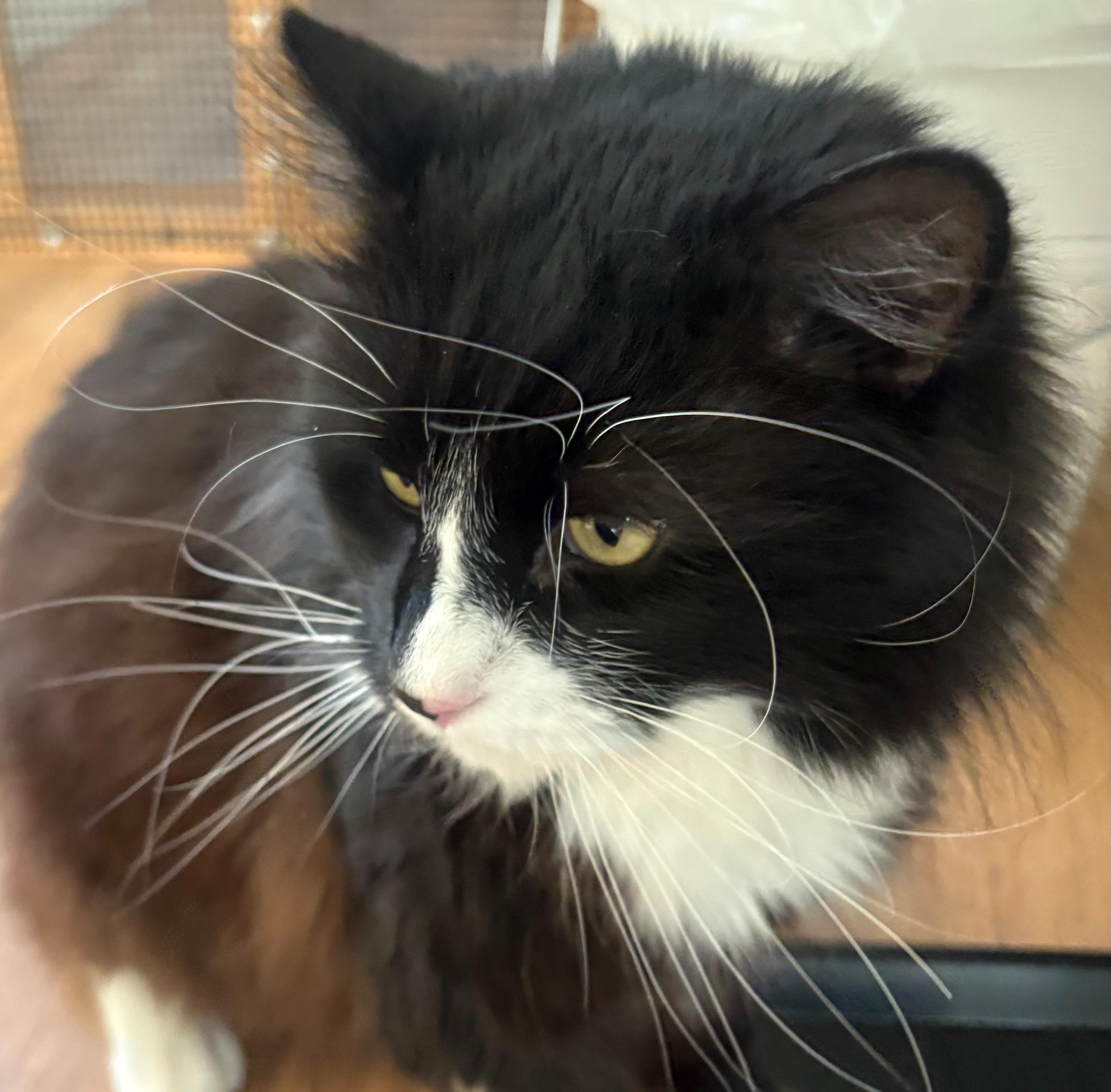 Maurice, adopted, Adult Male Domestic Long Hair.