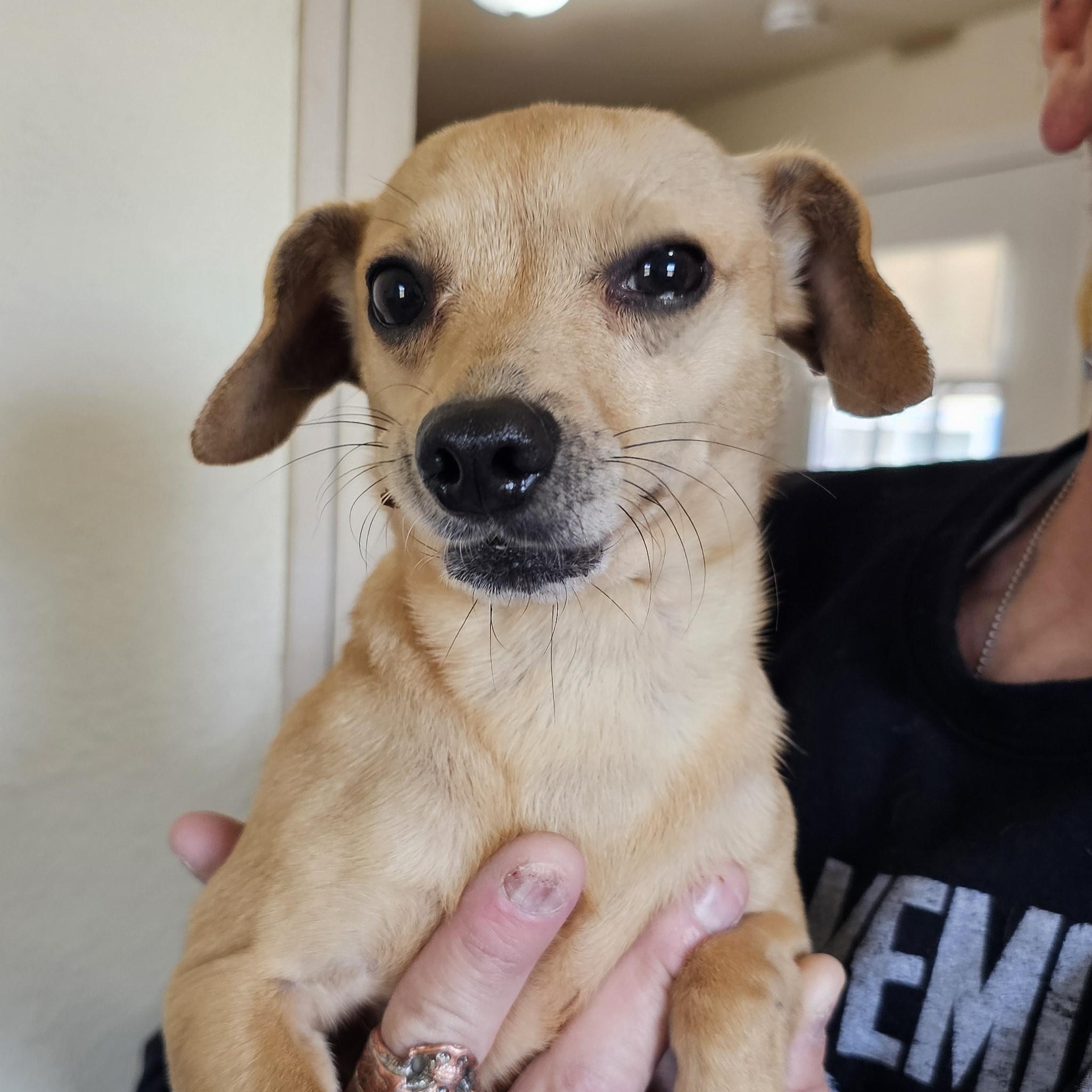 Enlarge Peggy, an adopted mixed breed in Yreka, CA image 2/6