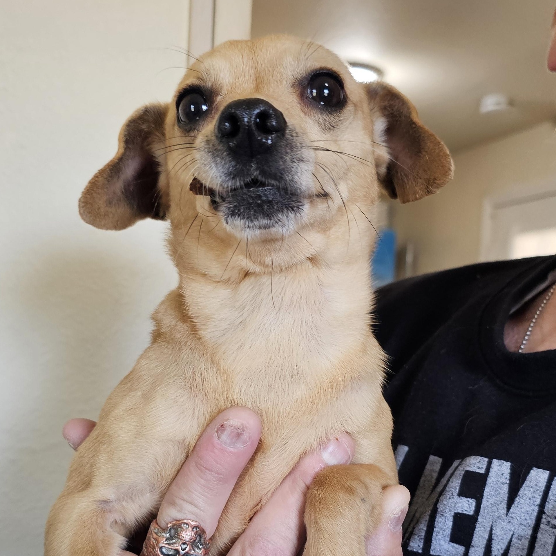 Enlarge Peggy, an adopted mixed breed in Yreka, CA image 1/6