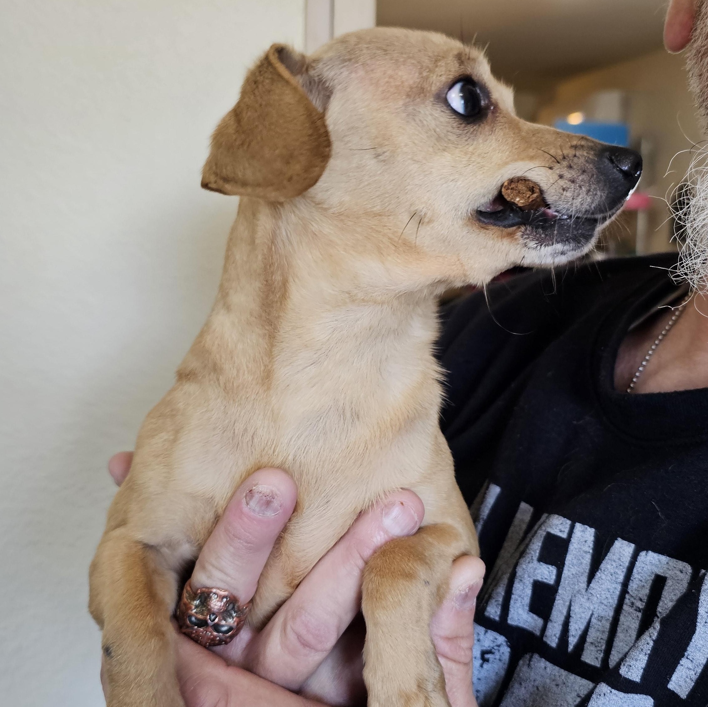 Enlarge Peggy, an adopted mixed breed in Yreka, CA image 5/6