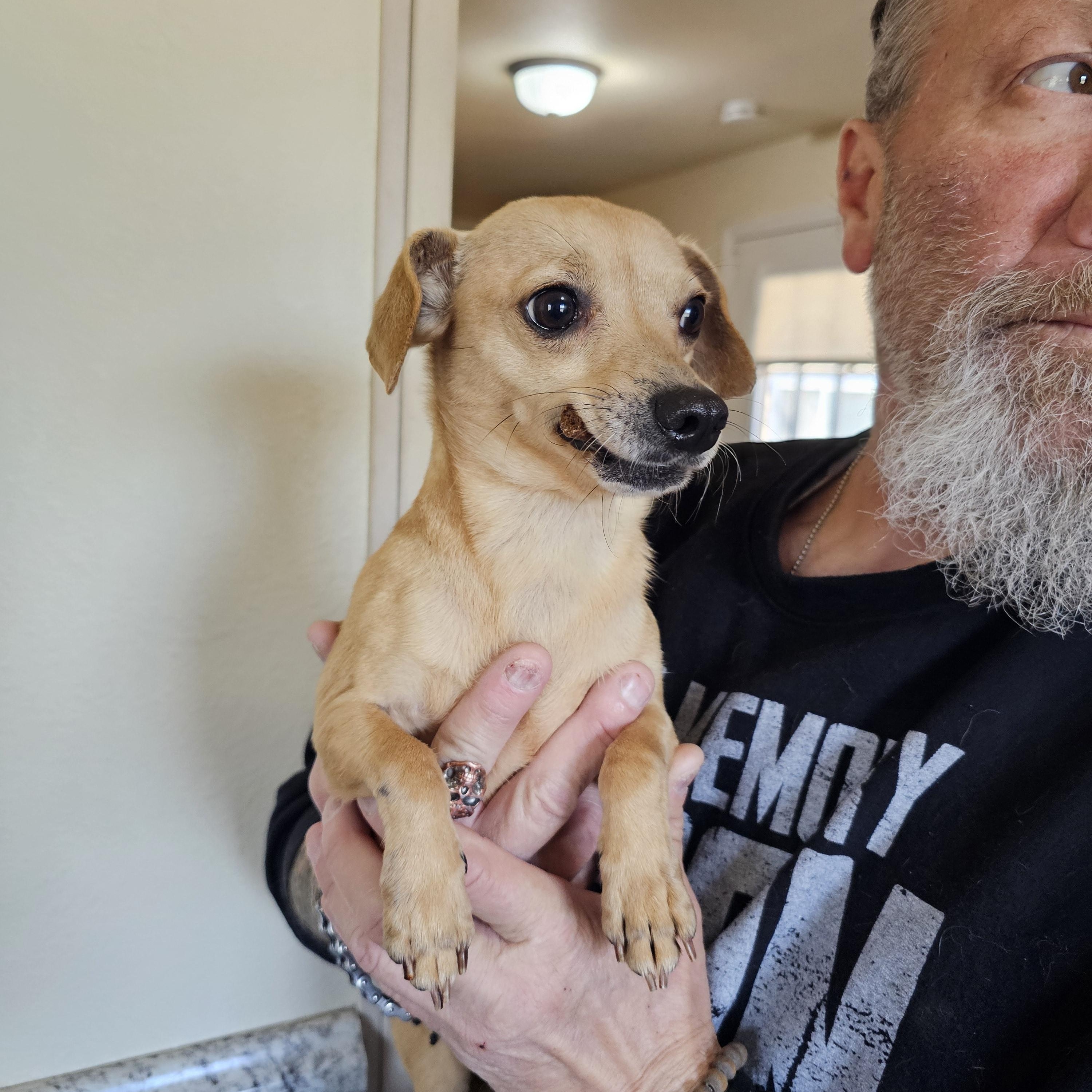 Enlarge Peggy, an adopted mixed breed in Yreka, CA image 3/6