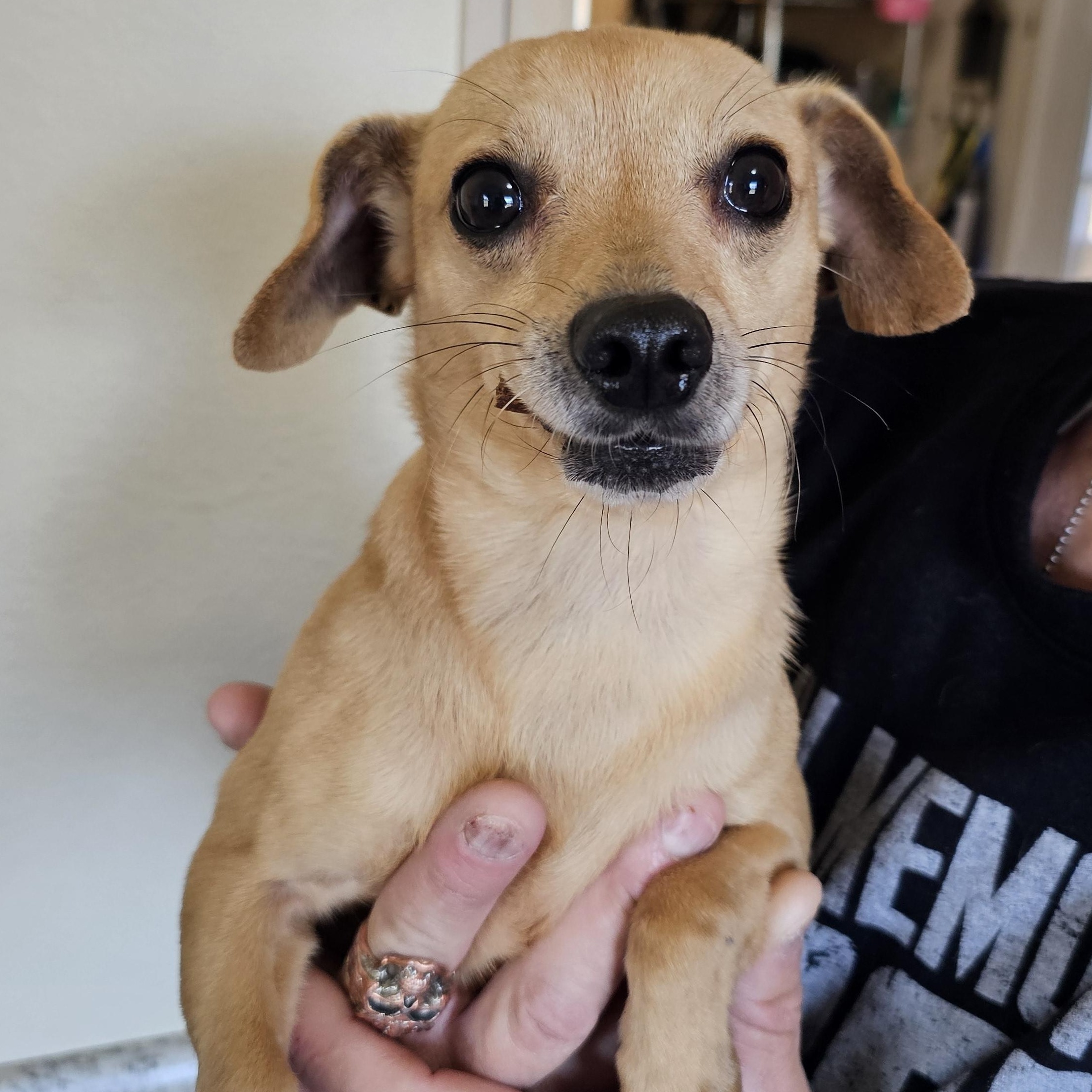 Enlarge Peggy, an adopted mixed breed in Yreka, CA image 6/6