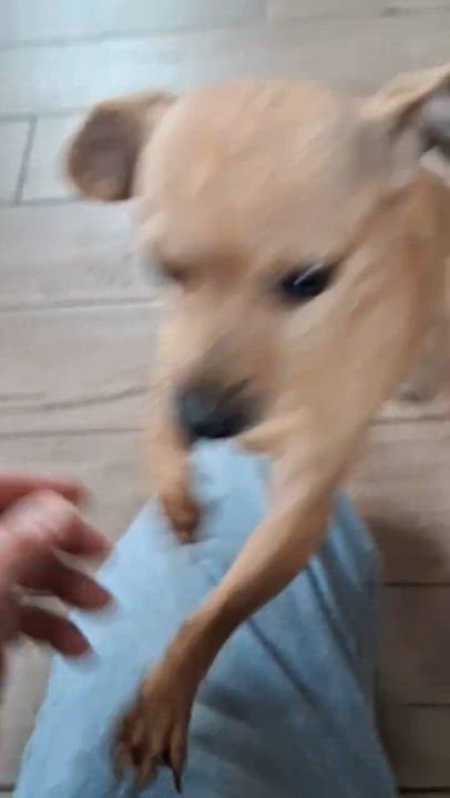 Enlarge Peggy, an adopted mixed breed in Yreka, CA video 4/6