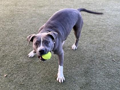 Enlarge Anna, a Adoptable mixed breed in Phoenix, AZ image 1/3