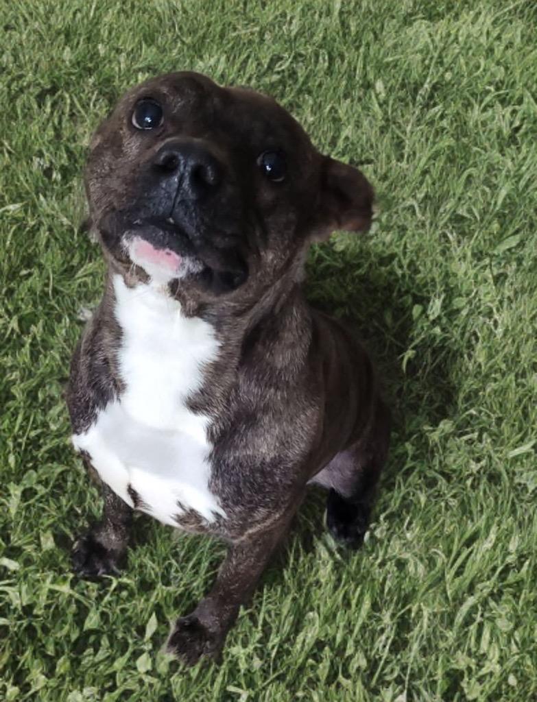 Enlarge Teddy, a Adoptable Mixed Breed in Portsmouth, OH image 2/2