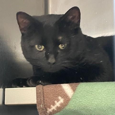 Enlarge Danny , a ADOPTABLE Domestic Short Hair in Attleboro, MA image 1/4