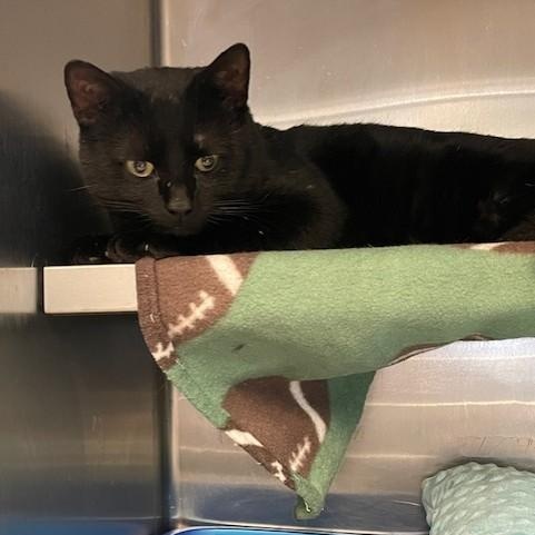 Enlarge Danny , a ADOPTABLE Domestic Short Hair in Attleboro, MA image 2/4