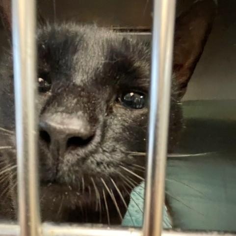 Enlarge Danny , a ADOPTABLE Domestic Short Hair in Attleboro, MA image 3/4