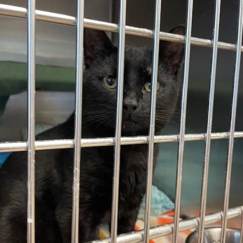 Enlarge Danny , a ADOPTABLE Domestic Short Hair in Attleboro, MA image 4/4