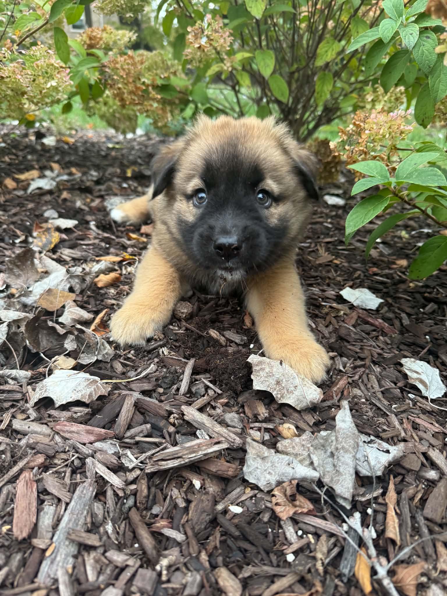 Janet, Adoptable, Puppy Female Mastiff & Shepherd.