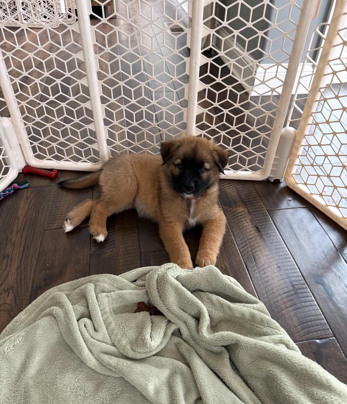 Enlarge Janet, a Adoptable mixed breed in South Elgin, IL image 2/3