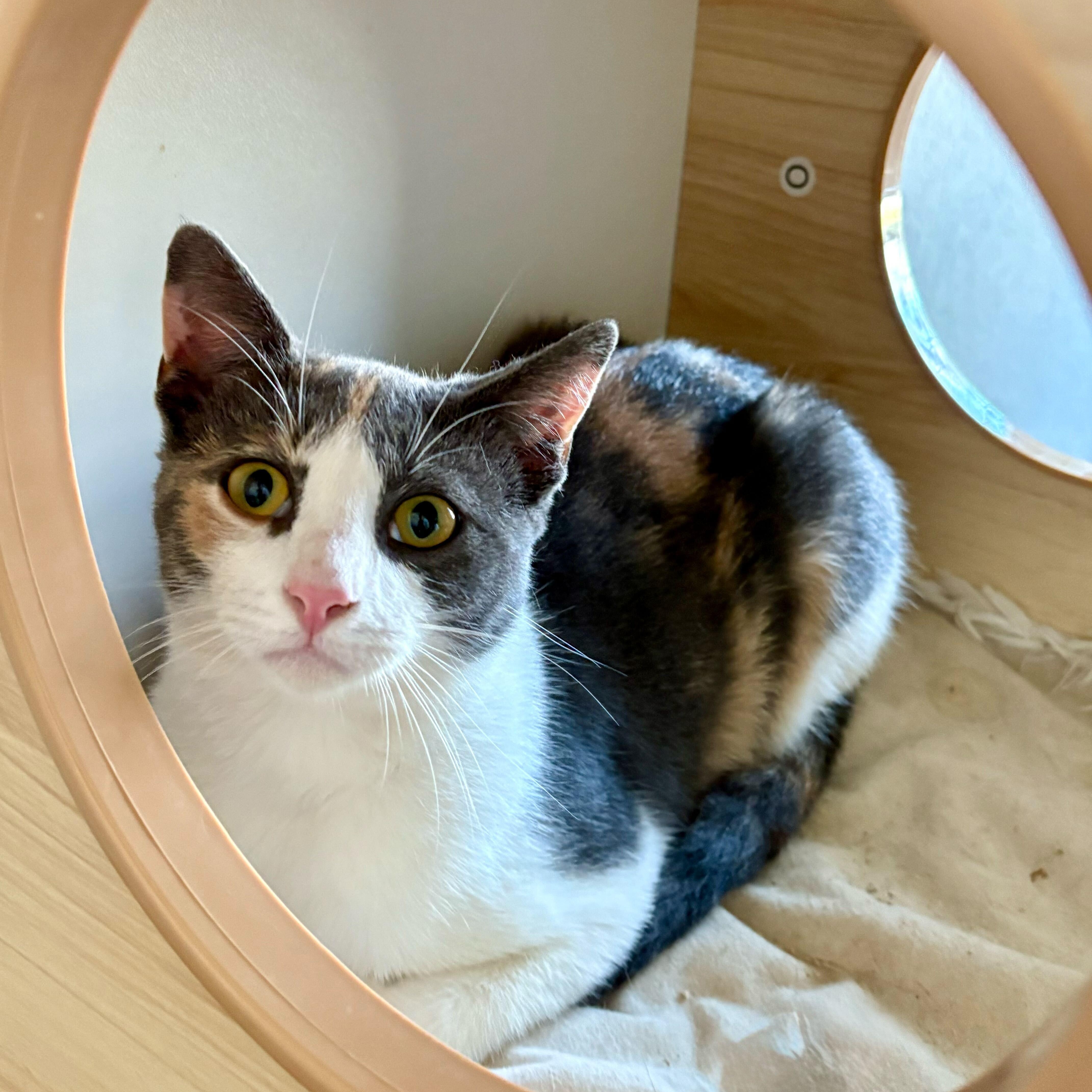 Lucy, Adoptable, Young Female Domestic Short Hair.