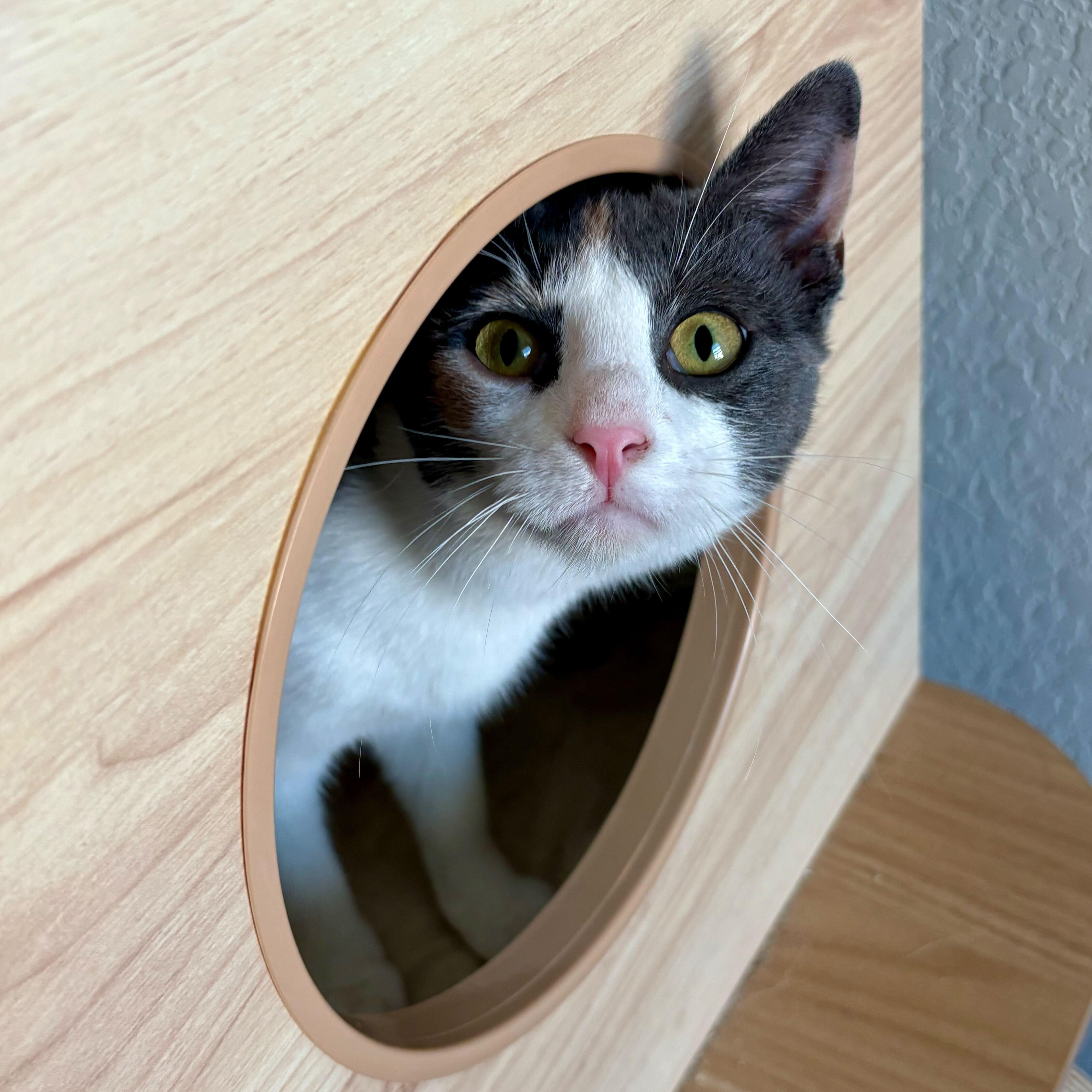 Lucy, a Adoptable Domestic Short Hair in Albany, NY image 3/6