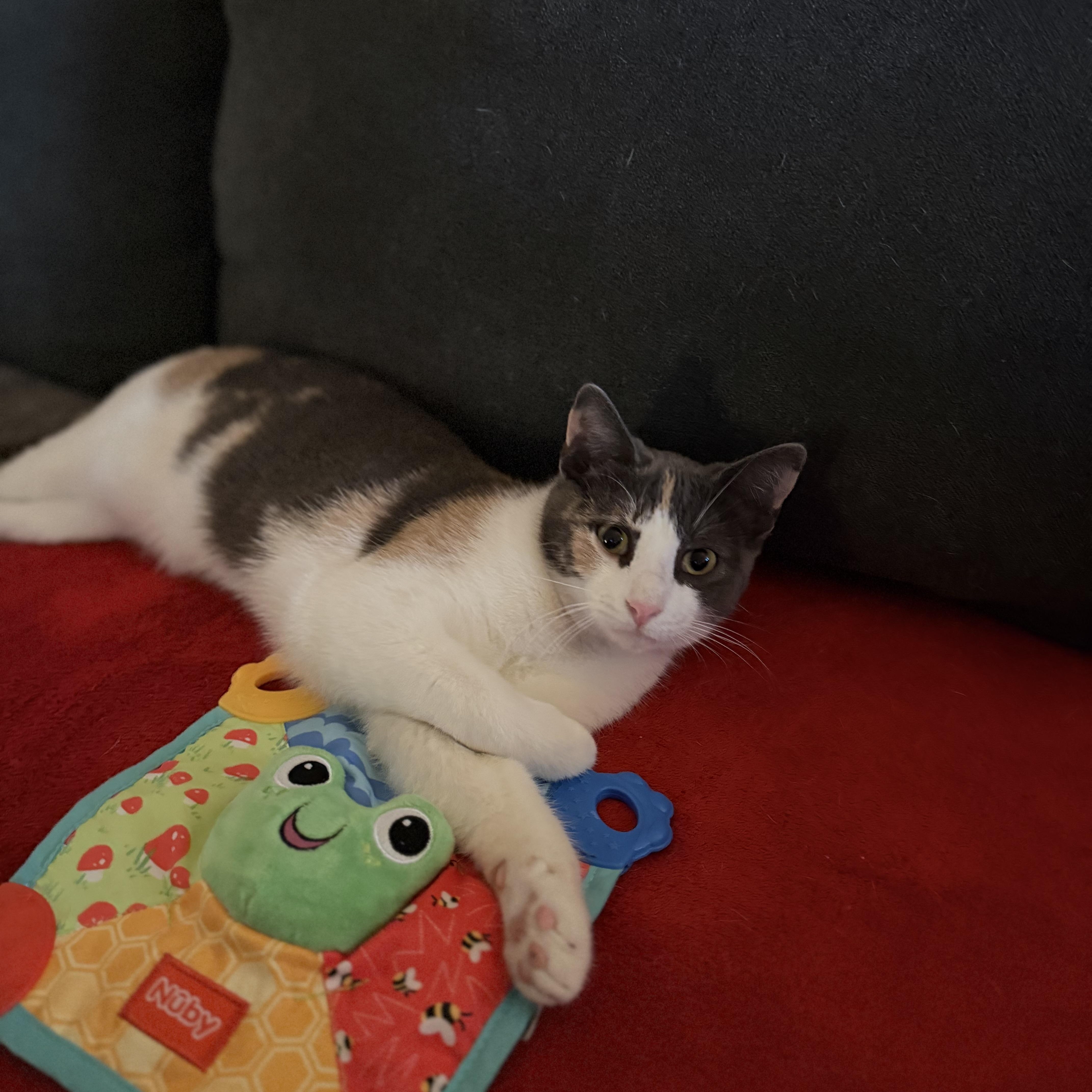 Lucy, a Adoptable Domestic Short Hair in Albany, NY image 6/6