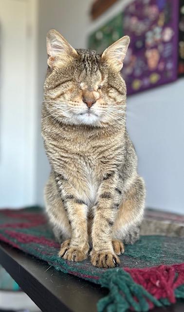 Mr.Lulu, ADOPTABLE, Adult Male Tabby.