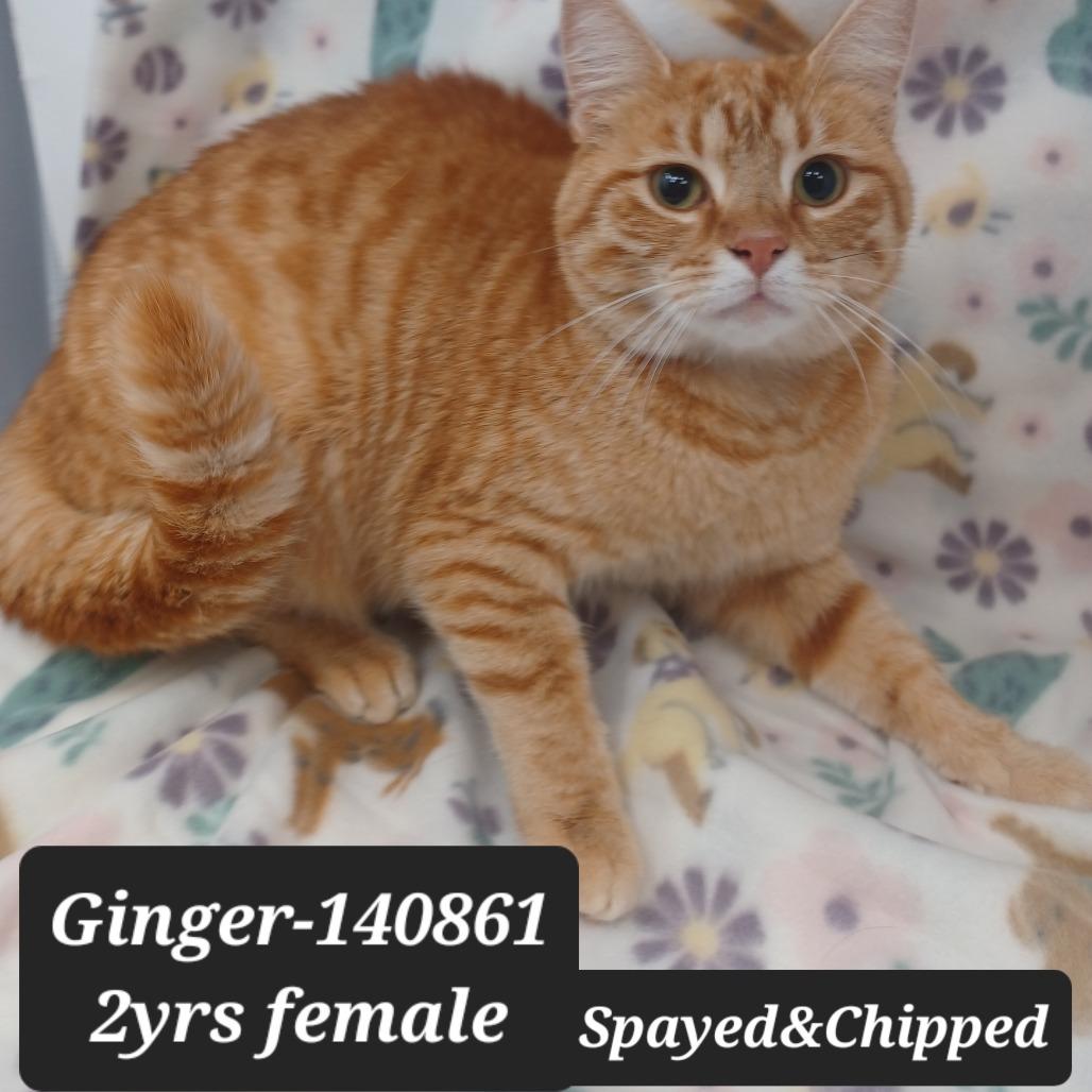 Ginger, Adoptable, Adult Female Domestic Short Hair.
