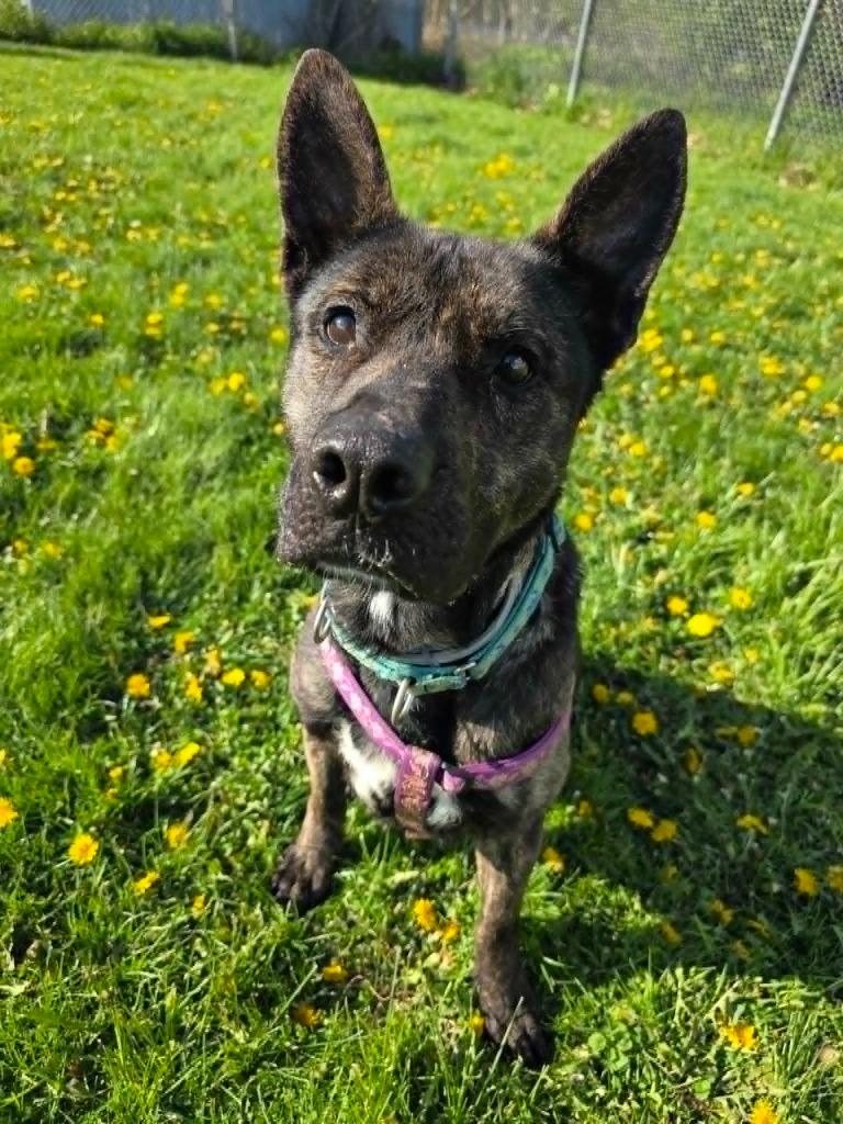 Enlarge Xena, a Adoptable mixed breed in Sprakers, NY image 1/1