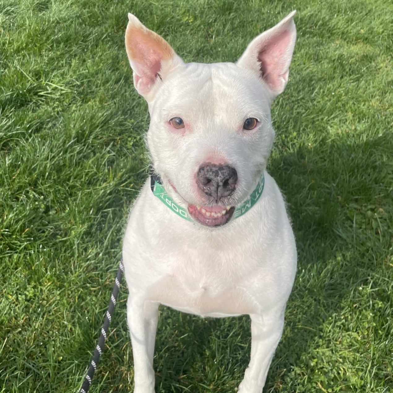 Enlarge Roo, a Adoptable mixed breed in Friday Harbor, WA image 1/1