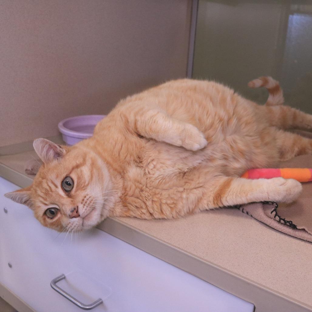 Enlarge Bigby, a Adoptable Domestic Short Hair in Rifle, CO image 1/6