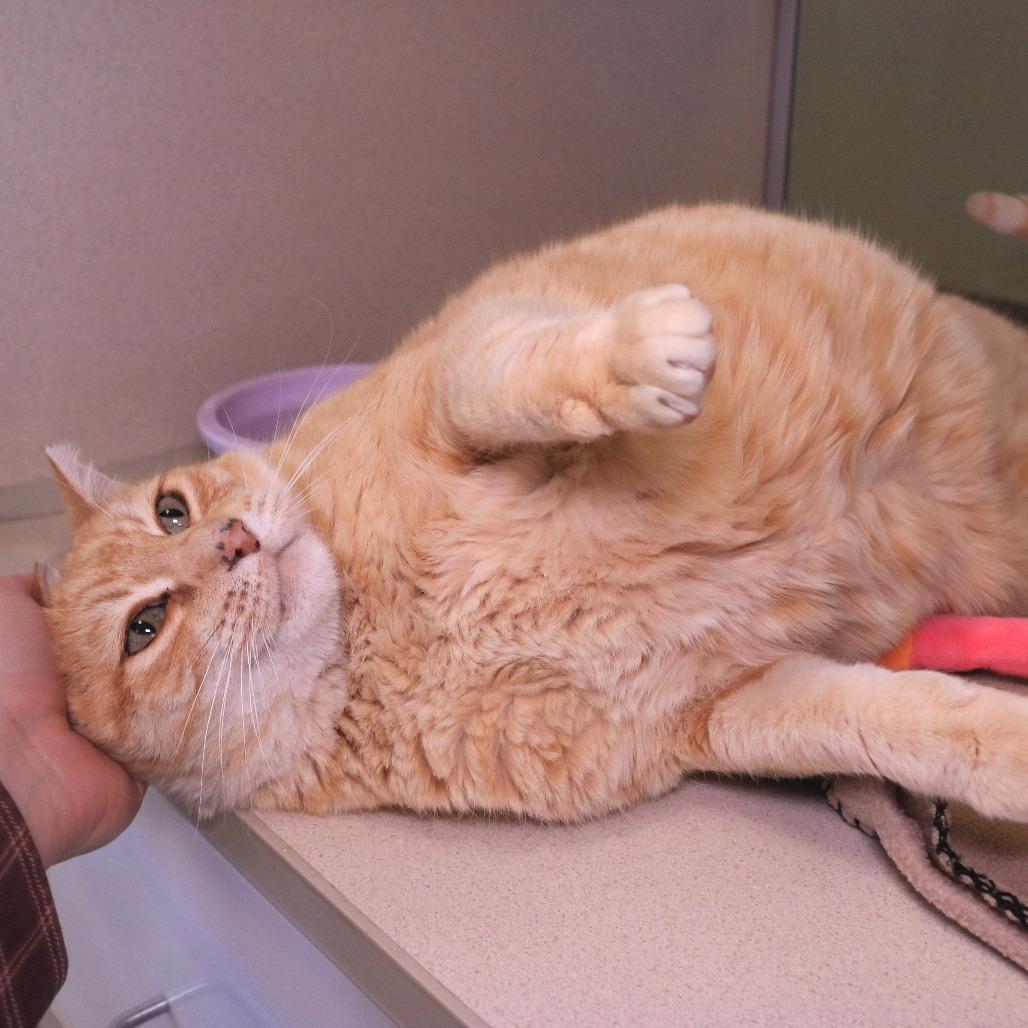 Enlarge Bigby, a Adoptable Domestic Short Hair in Rifle, CO image 2/6