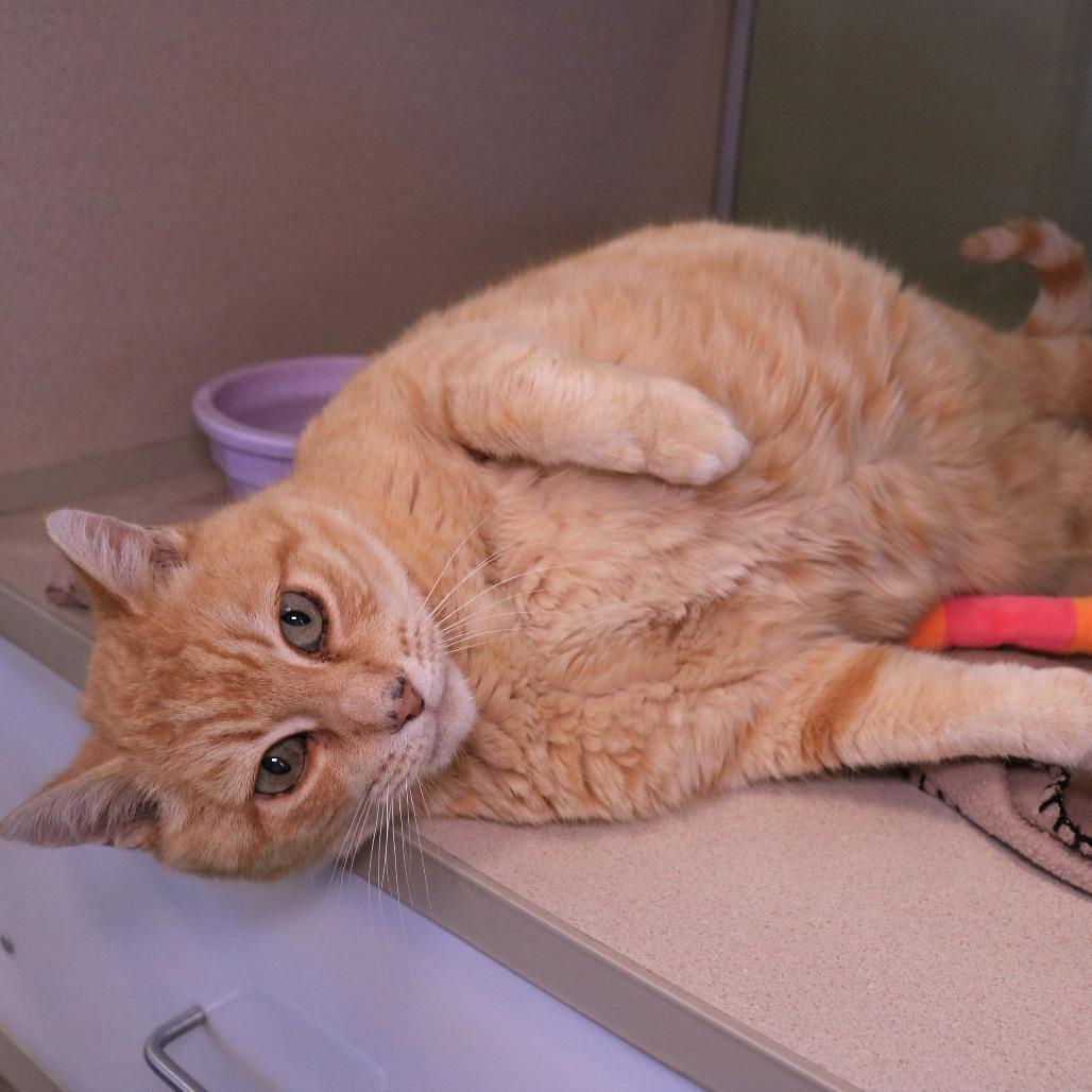 Enlarge Bigby, a Adoptable Domestic Short Hair in Rifle, CO image 3/6