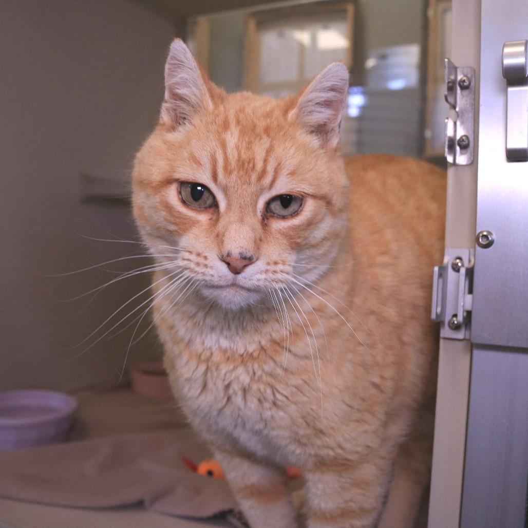 Enlarge Bigby, a Adoptable Domestic Short Hair in Rifle, CO image 4/6