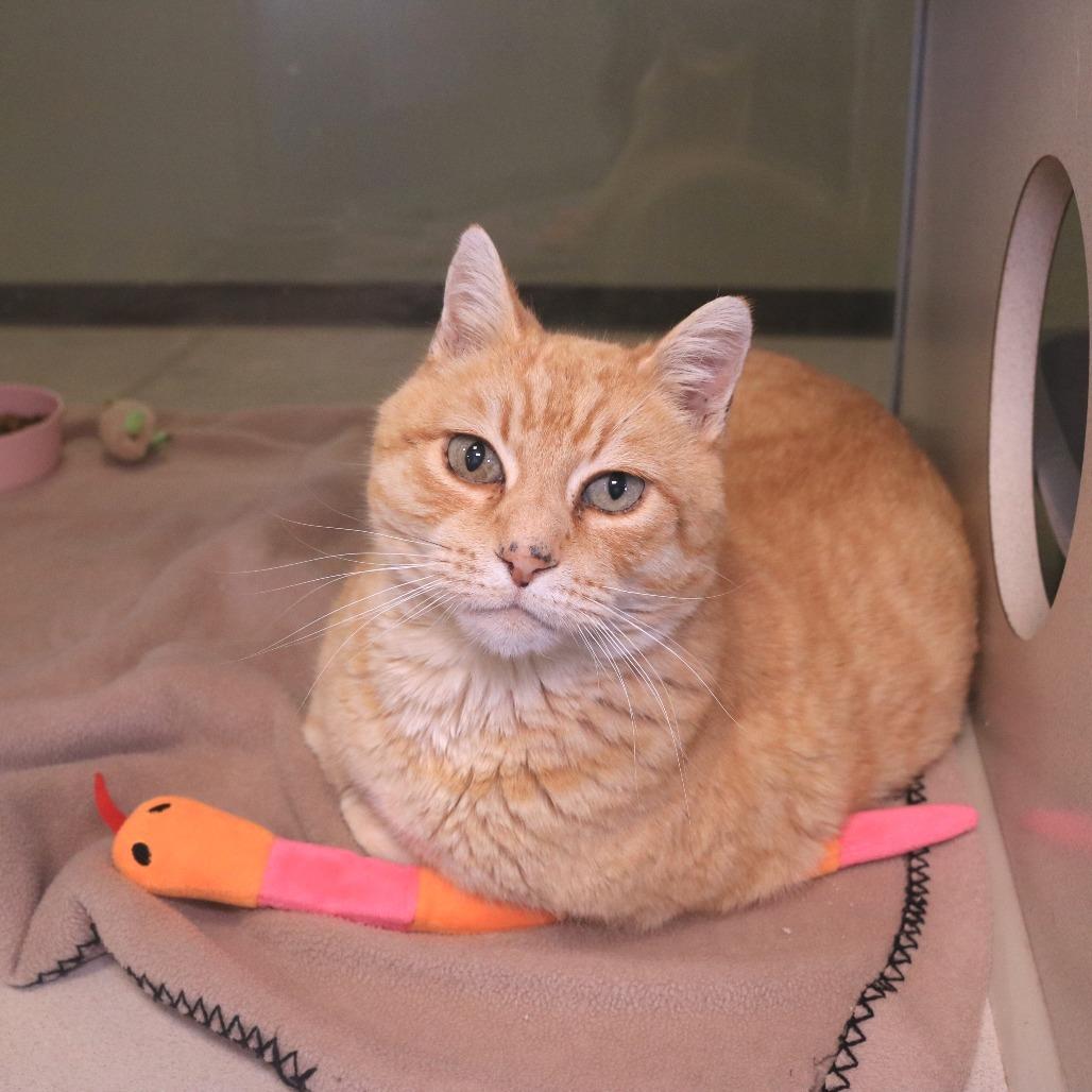 Enlarge Bigby, a Adoptable Domestic Short Hair in Rifle, CO image 5/6