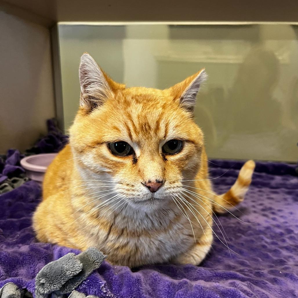 Enlarge Bigby, a Adoptable Domestic Short Hair in Rifle, CO image 6/6